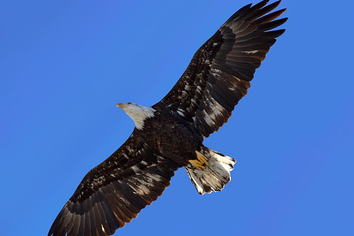 eagle, bird, wing, animal, nature, feather, flying
