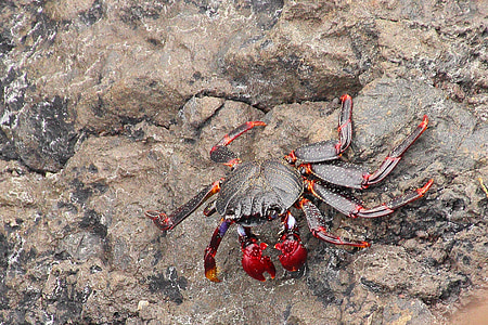 crabe, cancer, pince, Rock, mollusques et crustacés, nature, animal