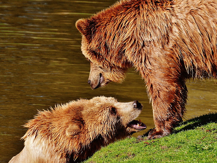 мечка, Wildpark poing, игра, вода, диво животно, опасни, кожа