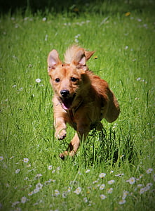 anjing, menjalankan, melompat, gerakan hijau rumput, hewan peliharaan, hewan, rumput