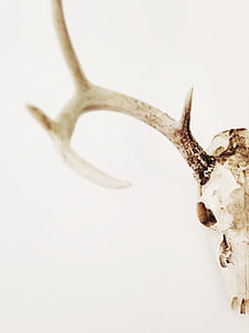 antlers, skull, trophy, head, deer, horn, symbol