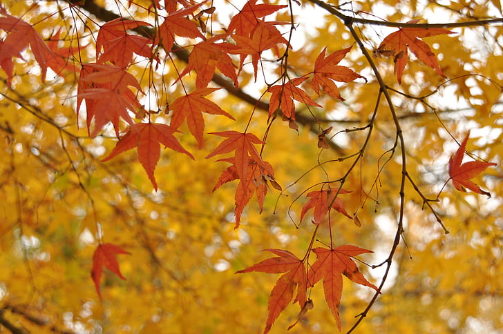landskapet plan, Maple leaf, høst, blad, skog, delen, Egenskaper