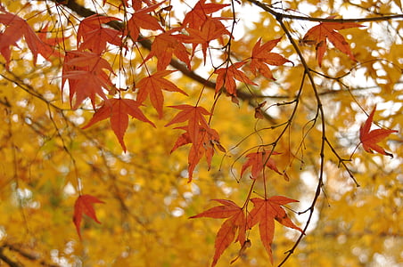Krajinná plán, javorový list, jeseň, Leaf, Forest, sekcia, vlastnosti