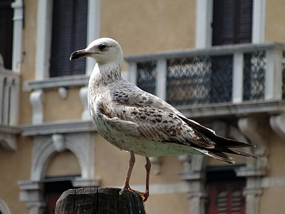 seagull, bird, water bird, seevogel, animal, pile