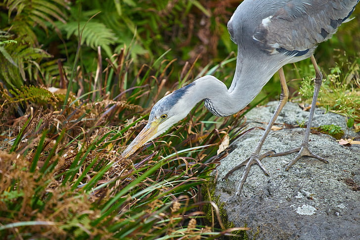 gray heron, hunt, waterside, bird, animal