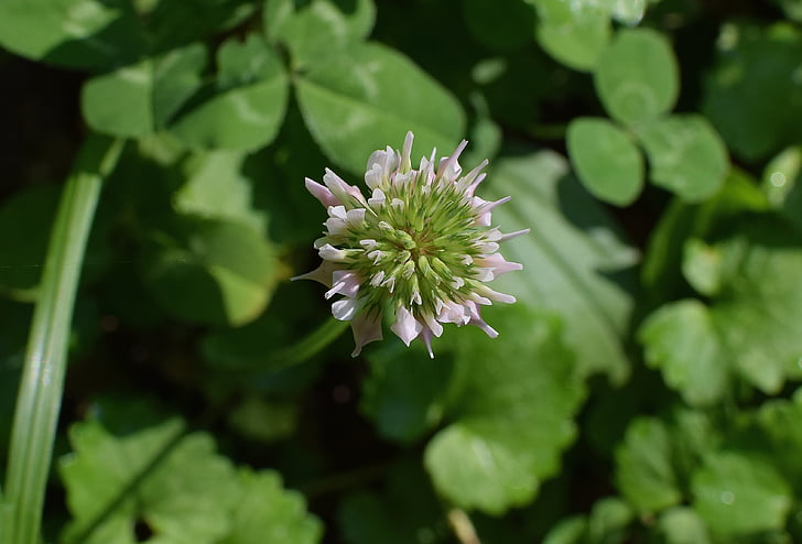 pink clover, blossom, bloom, plant, nature, white, pink