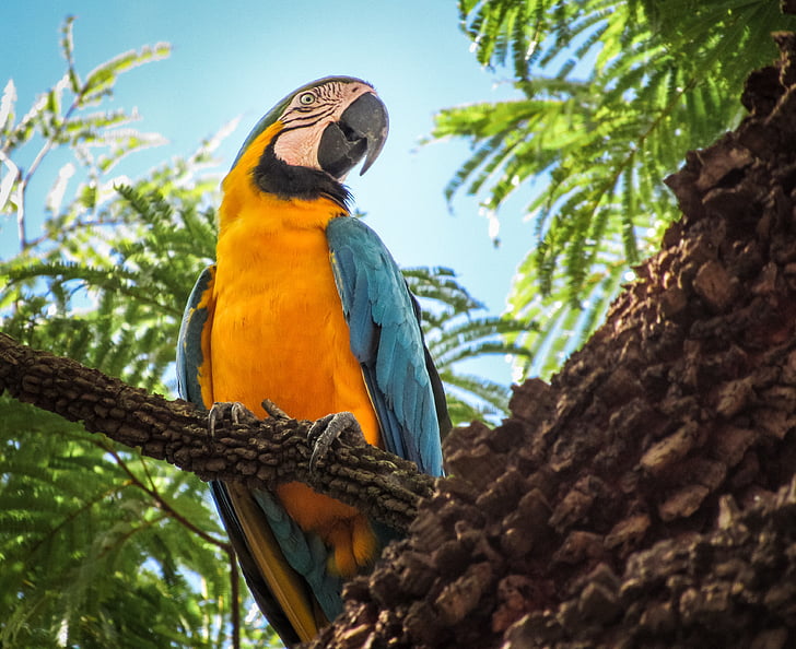 Arara canindé, sinine ja kollane papagoi, papagoi, kollane papagoi, lind, looma, Värviline