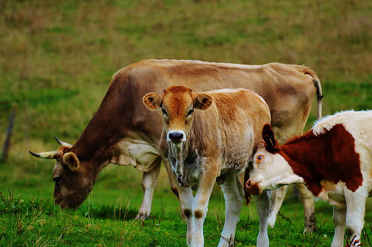 корова, Альгау, корів, Симпатичний, жуйним, молочної худоби, Пасовище