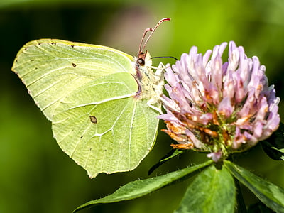 Gonepteryx rhamni, sommerfugl, natur, dyr, insekt, Butterfly - insekt, Sommer