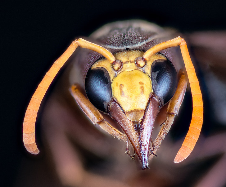 hornet, insect, macro, compound eyes, probe, antennas, mandibles