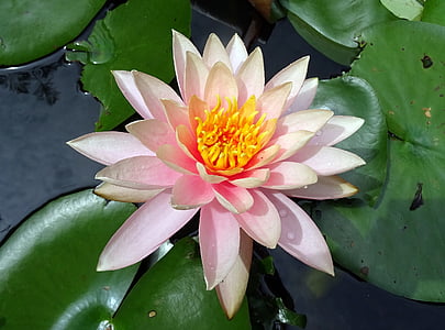 flower, nymphaea colorado, peach glow, nymphaeaceae, lily, pond, water