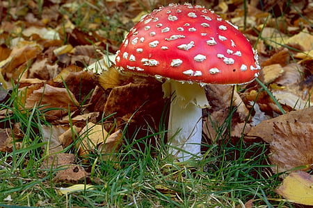 Fly agaric, houby, červená muchomůrka houby, Les, toxický, podzim, Příroda