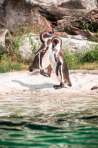 pingvīns, jauks, kopā, divi, dzīvnieku, piemīlīgs, ziņkārīgs