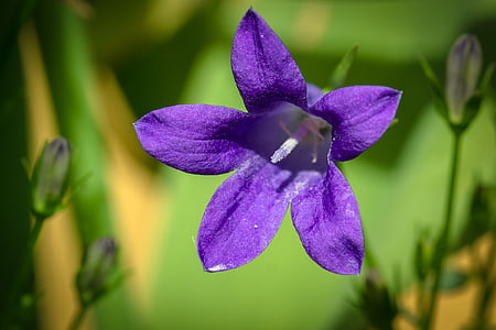 bluebells, campanula, portenschlagiana, polsterējums bellflower, dalmācietis bellflower, sepals, zieds
