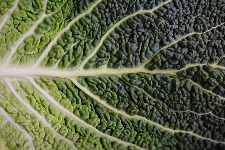 cabbage leaf, savoy, savoy cabbage leaf, structure, brassica vegetables, market stall, vegetables