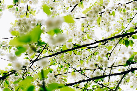 bloom, blossom, branches, depth of field, flora, flowers, tree