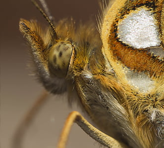 스페인 fritillary의 여왕, 나비, 곤충, 매크로, 생활, 깨지기 쉬운, 생태