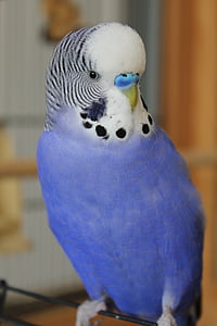 Budgie, синьо, малък дългоопашат папагал, домашен любимец, птица, перушина, перо