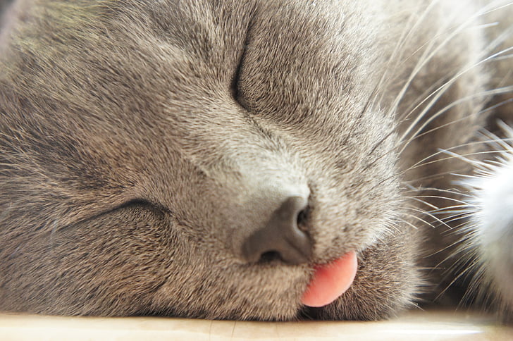 cat, tongue, grey, sleep, relaxation, pink, whiskers