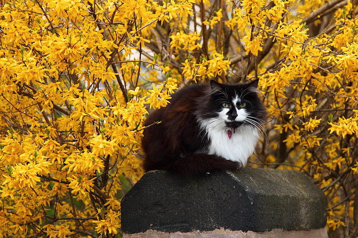 animal, cat, cute, flower, pet, spring, yellow