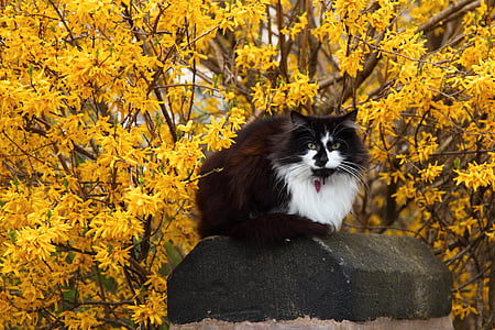 zwierząt, Kot, ładny, kwiat, zwierzętom, wiosna, żółty