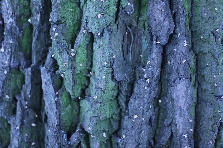 tree, background, texture, wood texture