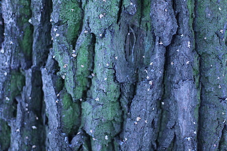 pohon, latar belakang, tekstur, tekstur kayu