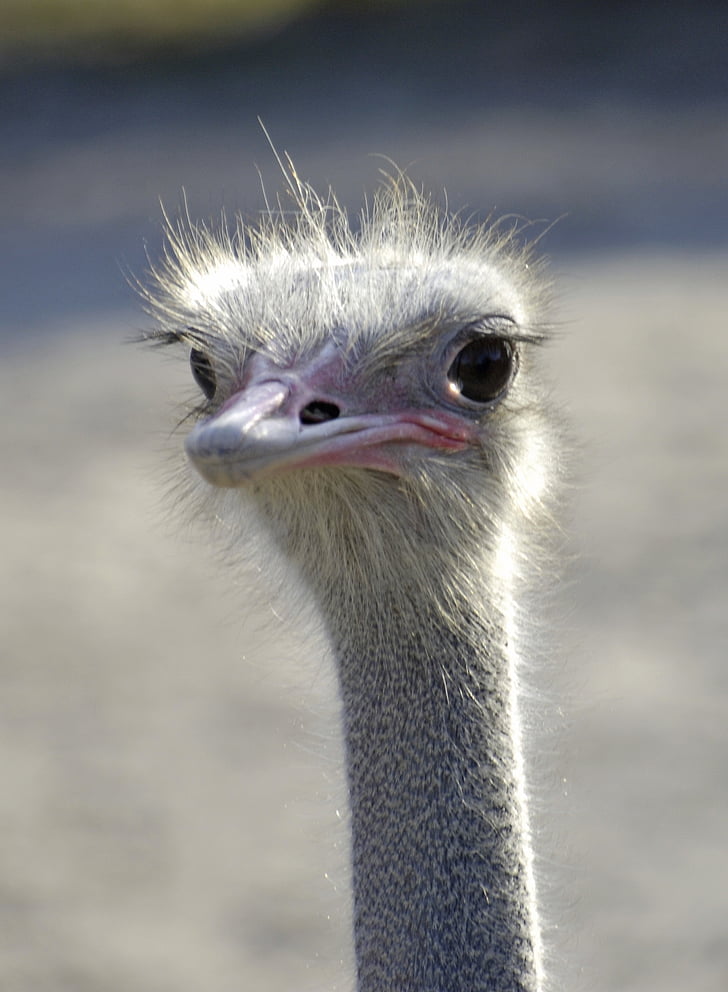 EMU, Голова EMU, птах, Нелітаючі птахи, Голова, тварини, Нелітаючі laufvogel