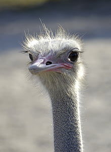 EMU, hoofd van de EMU, vogel, vliegende vogel, hoofd, dier, vliegende laufvogel