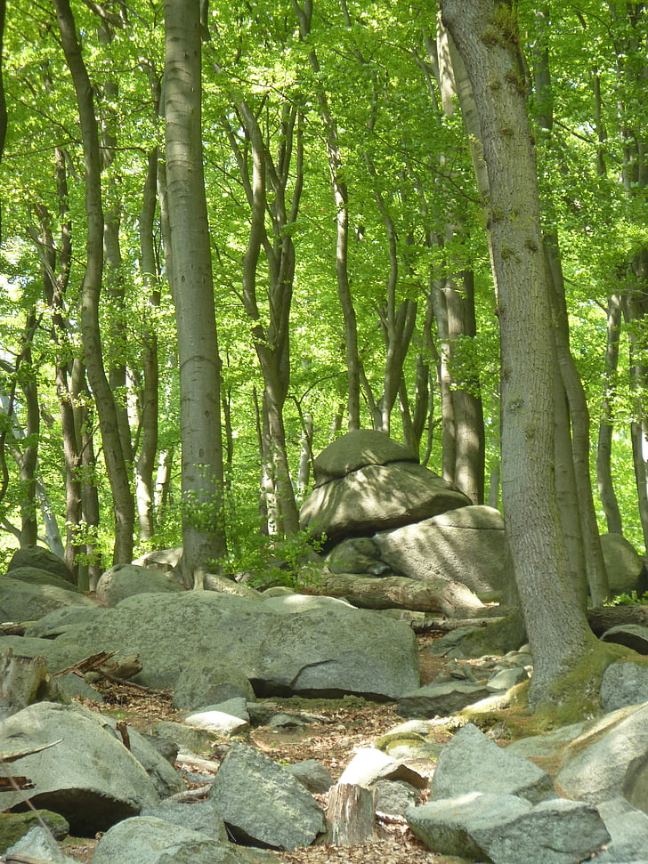 beech wood, forest, rock, trees, nature