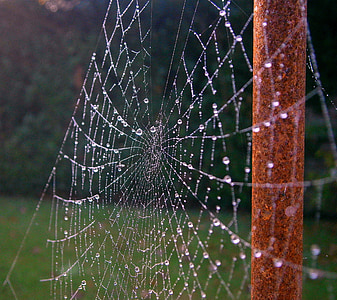 cobweb, network, dew, drip, sparkle, autumn, beaded