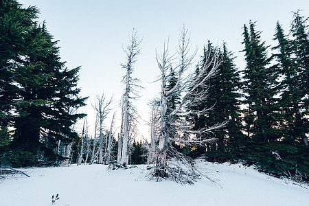 skogen, vinter, snö, naturen, kalla, träd, Frost
