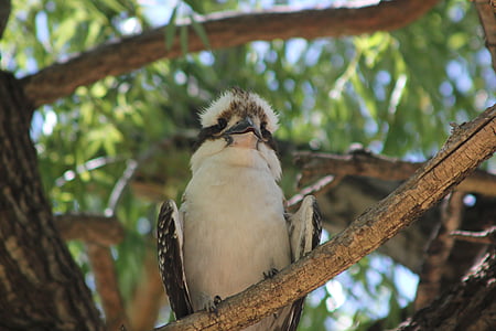 kookaburra, Australia, satwa liar, liar, hewan, alam, burung