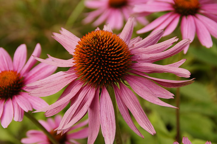 echinacea, 태양 모자, 꽃, 블 룸, 꽃, 핑크, 자연