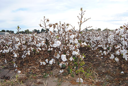 cotton, agriculture, field, missouri, harvest, farming, crop