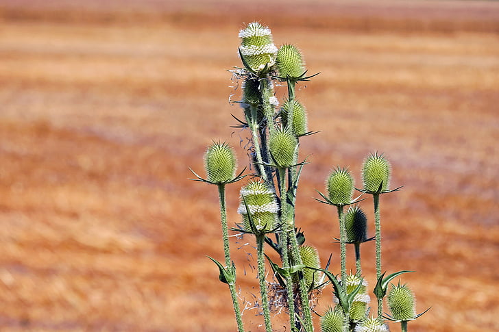 wild teasel, thistle, prickly, green, grassland plants, nature, plant