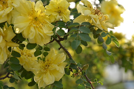 Bahar, sarı çiçek, yakın: