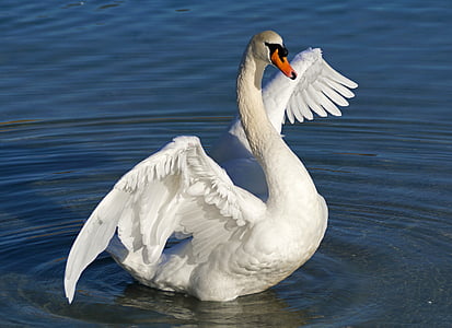 Swan, alb, apa, pasăre, lebada alba, pasăre de apă, Lacul