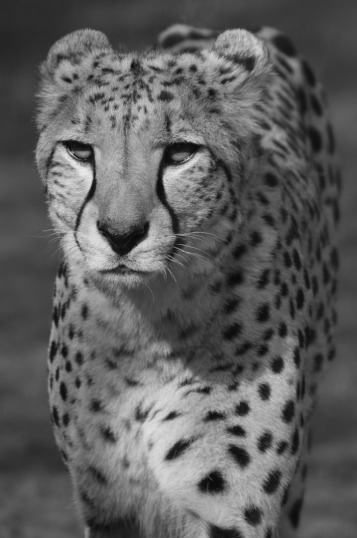 Leopard, Predator, dyr, Feline, dyr i naturen, animalske dyreliv, et dyr