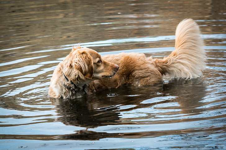 Golden retriever, Danau, Bermain, anjing, ekor, air, menyenangkan