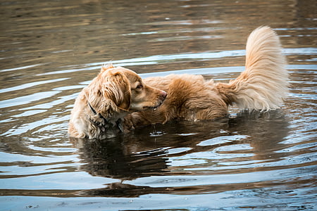golden retriever, lake, play, dog, tail, water, fun