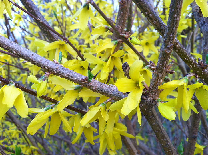 Forsythia, primavera florece, flores amarillas, flores, plantas, natural, flor