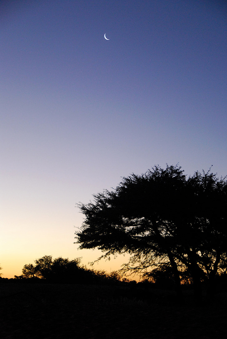 sunset, kalahari, moon, tree, sky, africa