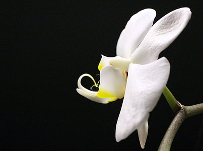 орхидея, орхидея парникови, сем, Блосъм, Блум, бяло, houseplant