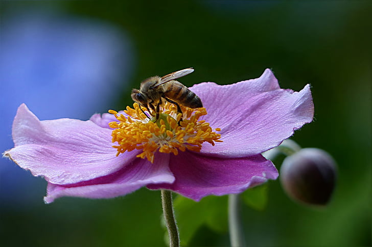 abella, abella de la mel, APIs, insecte, flor, jardí