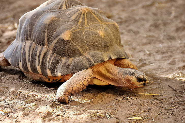 Гигантская черепаха, за танковую атаку, животное, черепаха, Рептилия, бронированные, медленно