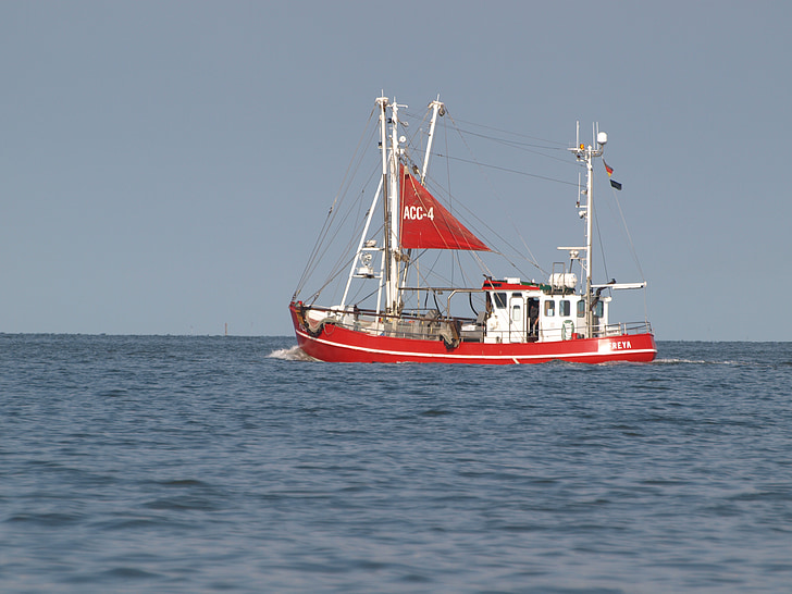 vaixell pesquer, gambes, Mar del nord, tallador, Frísia Oriental