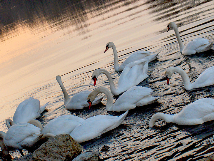 swan, sunset, water, lake, reflection, wildlife, sunrise