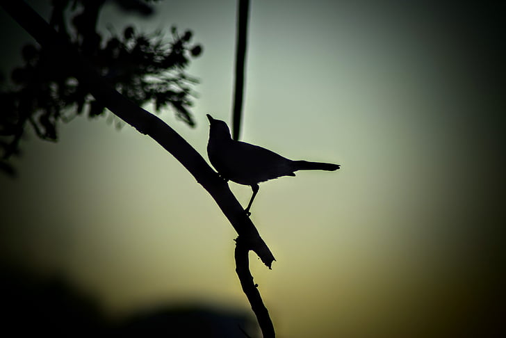 pájaro, silueta, naturaleza, puesta de sol, árbol, oscuridad, noche