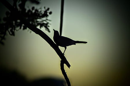 oiseau, silhouette, nature, coucher de soleil, arbre, ténèbres, soirée